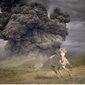 The White Buffalo: Year Of The Dark Horse - CD