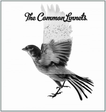 Common Linnets - Plak